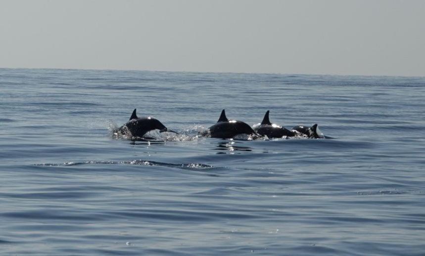 Salem Fish Guest House Ras al Hadd Esterno foto